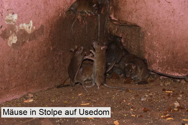 Mäuse in Stolpe auf Usedom